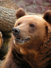 russian bear   power bear