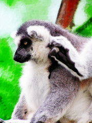 lemur