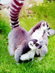 Fototapeta premium monkey lemur