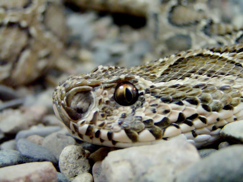 serpent   snake   asp