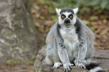 Obraz premium ring tailed lemur