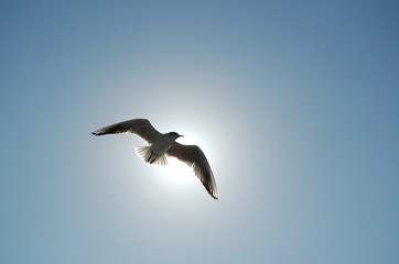 oiseaux dans le soleil