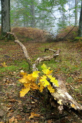 tronc en forêt