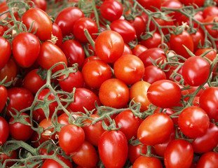 tomatoes