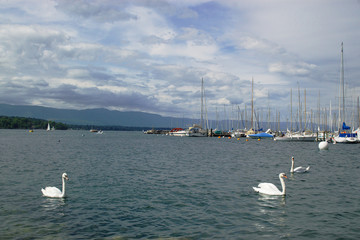 Obraz premium yachts and tree white swans