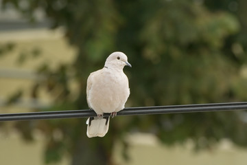 pigeon on cable