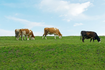 cows