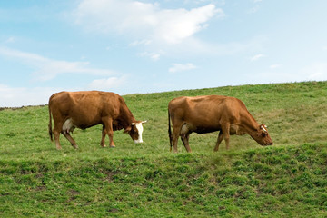 Obraz premium cows