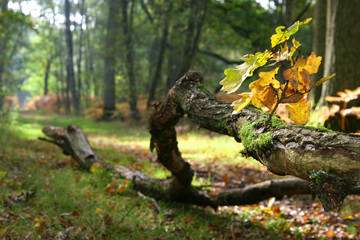 tronc en foêt