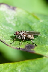 cabbage fly on leaf