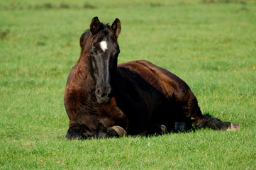 pferd auf einer wiese