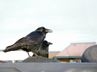 tire ravens