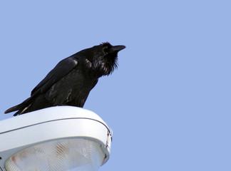 raven on lamp