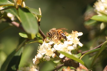 bee