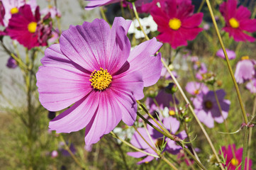 Obraz premium cosmos bipinnatus