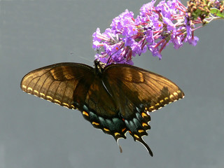 butterfly.  30408