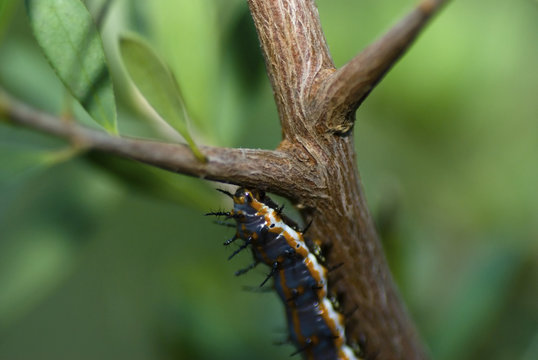 caterpillar
