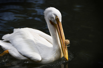big bird pelican in the water