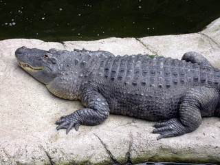 alligator on the rocks