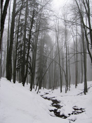 mist in the winter forest