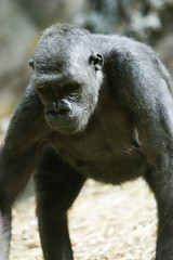 gorilla searching for food on the ground