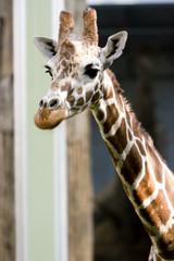 giraffe looking over
