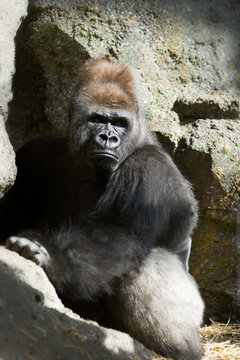 sliverback gorilla looking over his shoulder