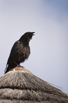 calling raven or crow thats black color