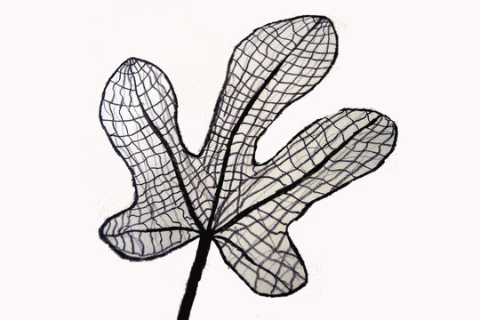 Fig Leaf Drawing