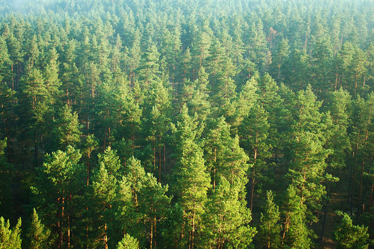 pine tree forest from above (aerial) 2785
