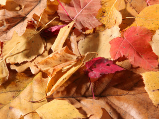 autumn leaves