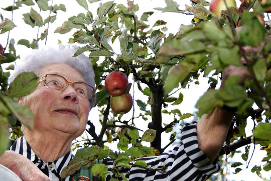 frau beim &auml;pfel pfl&uuml;cken