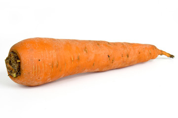 carrot