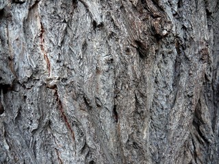 bark