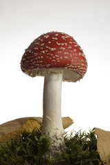 red mushroom
