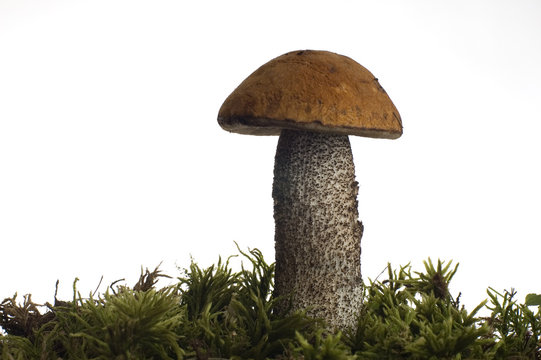 mushroom