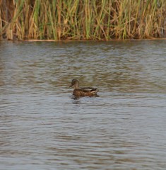 duck in lhe lough