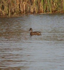 duck in lough