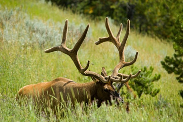 male elk