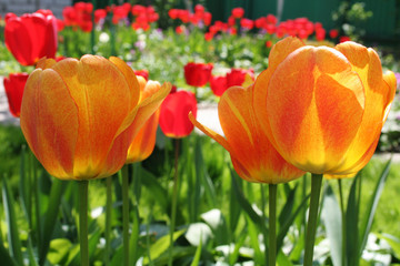 Fototapeta premium tulip detail