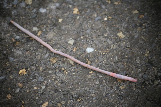 regenwurm