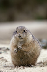 prairie dog