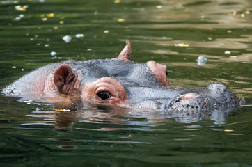 Fototapeta premium hippo