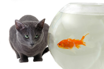 cat and fish