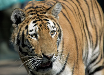 Fototapeta na wymiar beautiful tiger