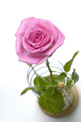pink rose macro