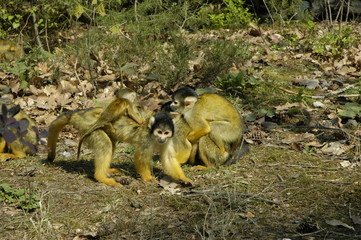 squirrel monkeys