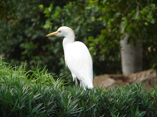 cattle egret in the grass