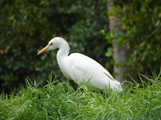 cattle egret on the move