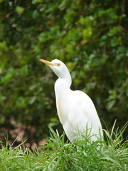 vigilant cattle egret